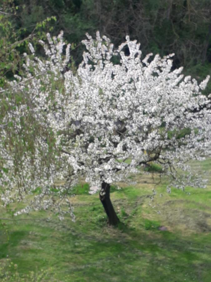 Il Borgo Dei Molini Bed and Breakfast Torreglia Buitenkant foto